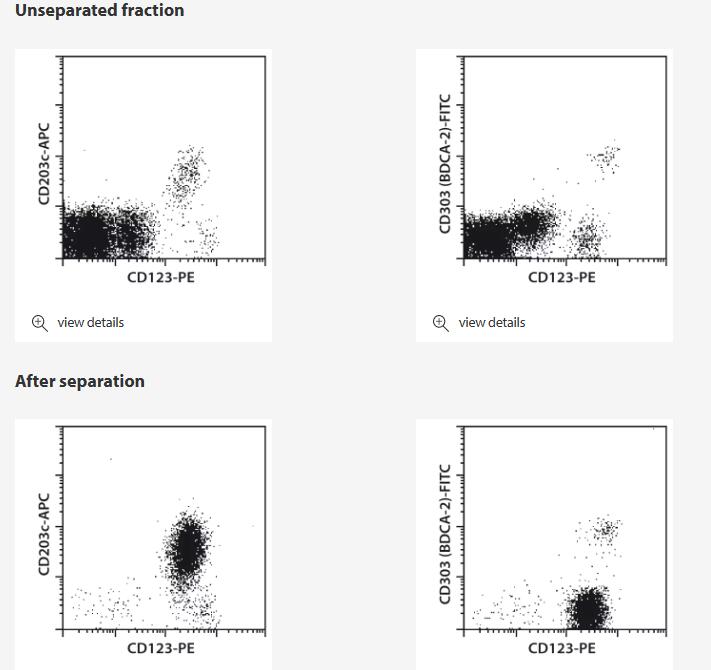 CD123+ basophils and plasmacytoid dendritic cells were isolated from human PBMCs using CD123 MicroBeads and two MS Columns. Cells were fluorescently stained with CD123-PE, CD203c-APC, and CD303 (BDCA-2)-FITC, and analyzed by flow cytometry.